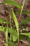 Variable panicgrass